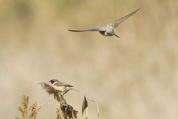 Roodborst Tapuit