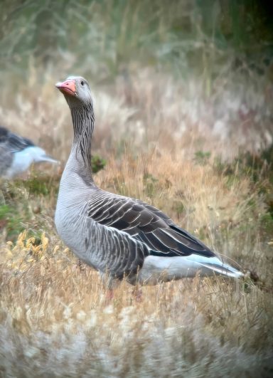 Grauwe Gans