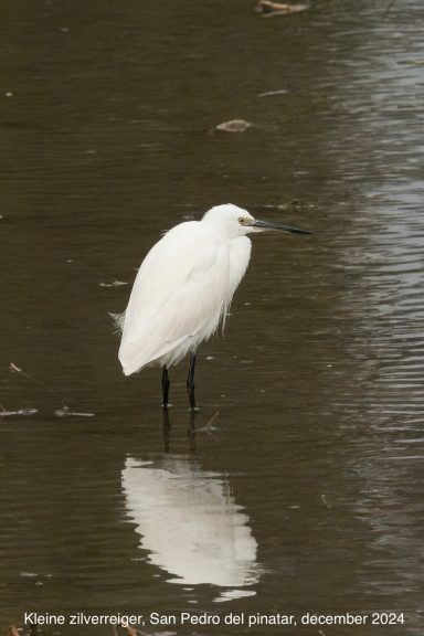 Kleine Zilverreiger