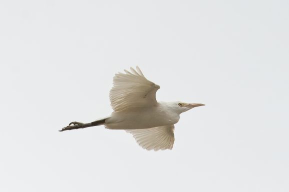 Koereiger