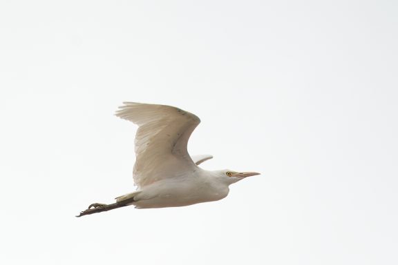 Koereiger