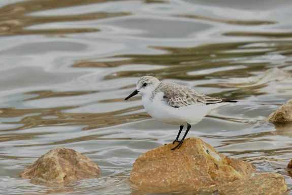 Drieteen Strandloper