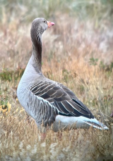 Grauwe Gans