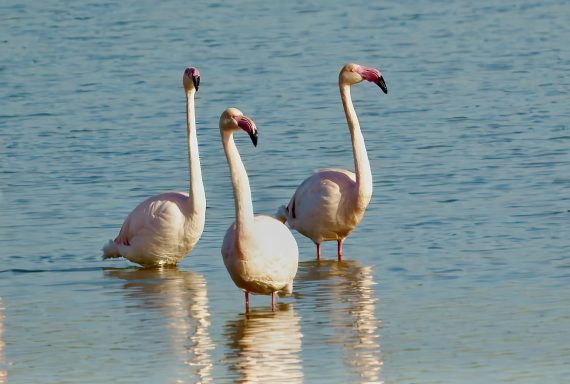 Flamingos