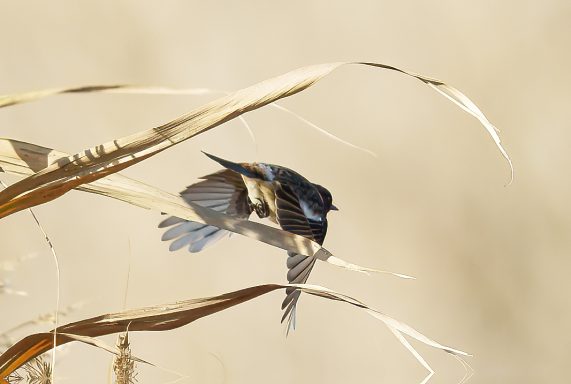 Roodborst Tapuit