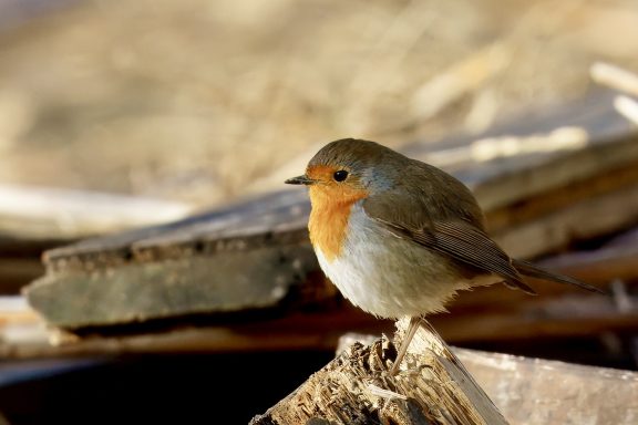 Roodborst