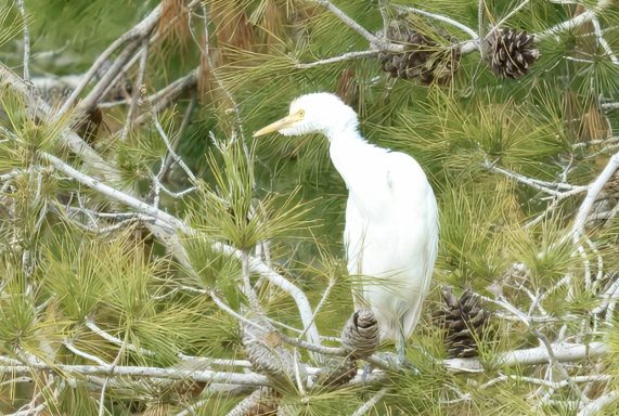 Westelijke koereiger